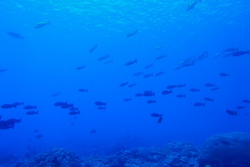 scuba diving,underwater,water,adventure,beauty,animal,tourism,sport,travel,fish,blue,people,manta ray,micronesia,nature,summer,sea,barracuda,bigeye trevally,pacific ocean,palm tree,fun,beach,sand,hori