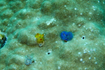 scuba diving,underwater,water,adventure,beauty,animal,tourism,sport,travel,fish,blue,people,manta ray,micronesia,nature,summer,sea,barracuda,bigeye trevally,pacific ocean,palm tree,fun,beach,sand,hori