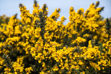 Common gorse, Ulex europaeus, in flower in spring, Isle of Wight, UK