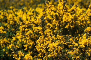 Common gorse, Ulex europaeus, in flower in spring, Isle of Wight, UK