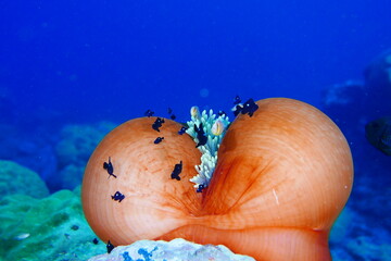 scuba diving,underwater,water,adventure,beauty,animal,tourism,sport,travel,fish,blue,people,manta...