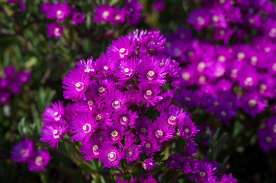 Delosperma cooperi, also known as the trailing Iceplant, hardy iceplant or pink carpet