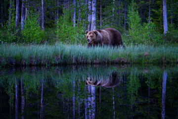 The brown bear is the largest predator in Europe