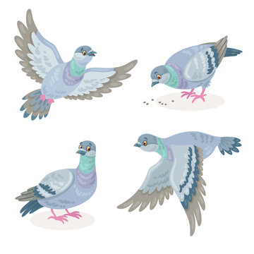Set of four gray doves in different poses. Pigeons fly, sit, peck. In cartoon style. Isolated on white background. Vector illustration.