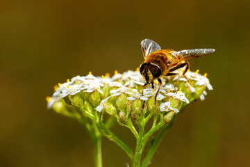 A hoverfly on a flower