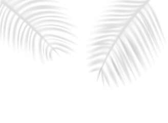 Palm leaves shadows on transparent background. 