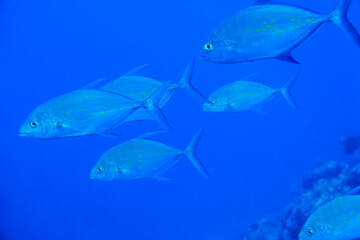 Scuba diving with Manta ray in Yap, Micronesia（Federated States of Micronesia）