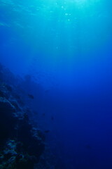 Scuba diving with Manta ray in Yap, Micronesia（Federated States of Micronesia）
