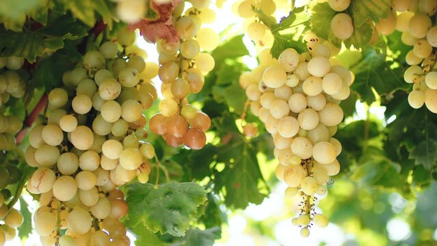 Bunches of white grapes on the vine