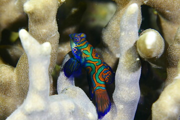 Tropical aquarium Mandarin fish, Synchiropus splendidus Scuba diving in Yap, Federated States of...