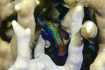 Tropical aquarium Mandarin fish, Synchiropus splendidus Scuba diving in Yap, Federated States of...