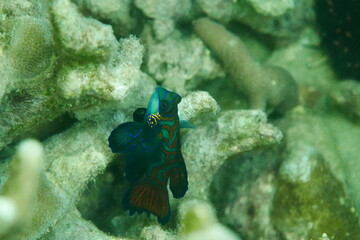 Tropical aquarium Mandarin fish, Synchiropus splendidus Scuba diving in Yap, Federated States of Micronesia