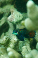 Tropical aquarium Mandarin fish, Synchiropus splendidus Scuba diving in Yap, Federated States of Micronesia