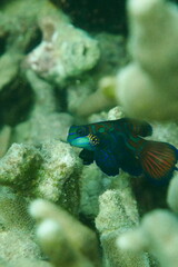 Tropical aquarium Mandarin fish, Synchiropus splendidus Scuba diving in Yap, Federated States of Micronesia