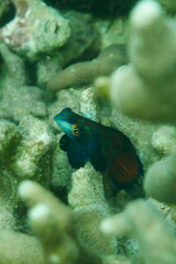 Tropical aquarium Mandarin fish, Synchiropus splendidus Scuba diving in Yap, Federated States of Micronesia