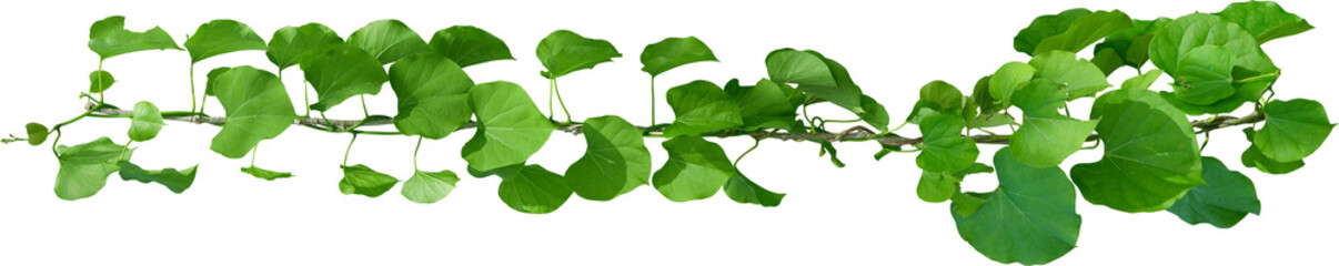 Vine plant, green leaves © Ammak