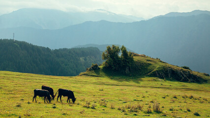 Cows graze in a meadow in the Caucasus Mountains