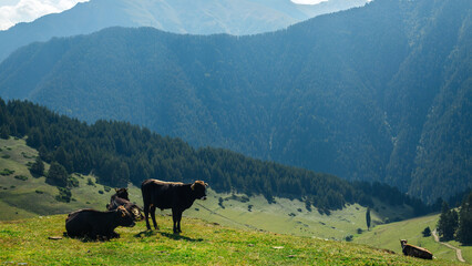 Cows graze in a meadow in the Caucasus Mountains