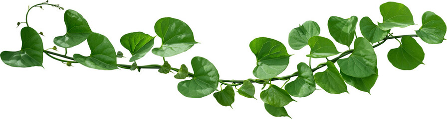 Fototapeta na wymiar Vine plant, green leaves