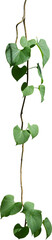 Vine plant, green leaves