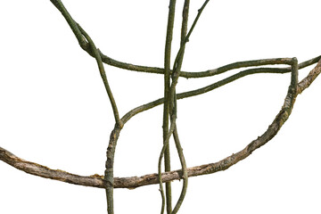 Twisted dried Liana jungle vine.