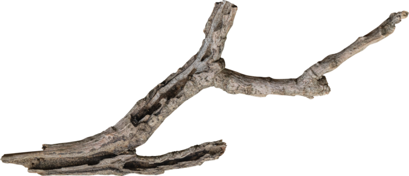 Dry branch tree naturally.