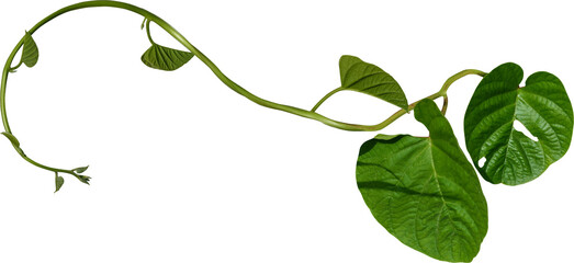 Vine plant, green leaves