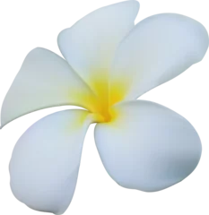 Tuinposter plumeria white © Ammak