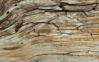 Texture, wood close-up. Traces of knots and bark beetle