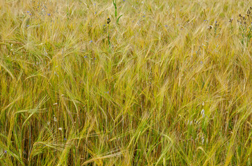 Summer rural landscape with a field of young spikelets of rye. Agronomy and agriculture.