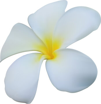 Plumeria White