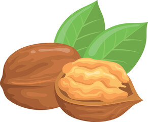 Cartoon nut icon. Walnut in shell. Natural snack