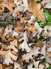 Fallen oak leaves