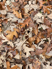 Fallen oak leaves