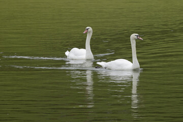 Obraz premium Couple de cygnes 
