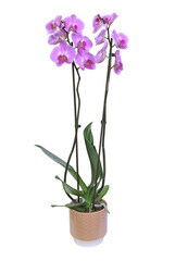 Naklejka na ściany i meble Orchidée phalaenopsis rose