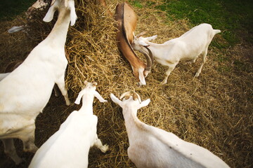 Saanan and alpine goats on a small farm in Ontario, Canada.