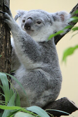 koala in a zoo in vienna (austria)