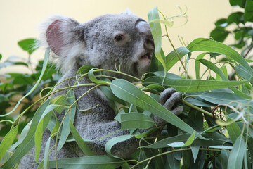 koala in a zoo in vienna (austria) © frdric