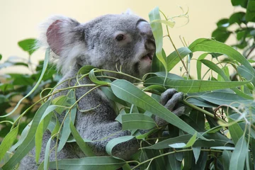 Wandaufkleber koala in a zoo in vienna (austria) © frdric