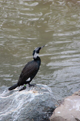 cormorant in a zoo in osaka (japan)