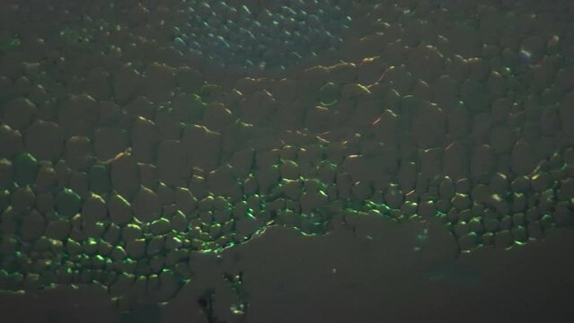 Microscope 200x magnification of dicotyledon stem in transversal section cut with oblique lighting. Macro footage of plant consisting of chloroplasts cells and green fibral. Biology and botanica