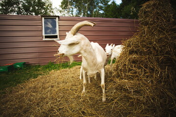 Saanan goats on a small farm in Ontario, Canada.