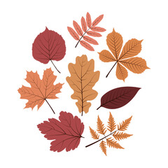 Vector autumn leaves: birch leaf, maple, rowan, oak, chestnut, poplar. A set of autumn leaves.