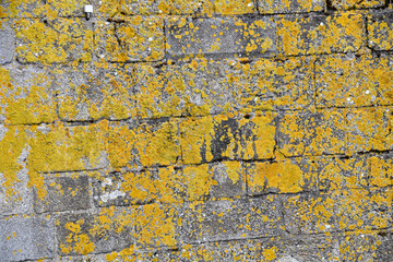 Eine historische Steinmauer in einem Hafen mit grünen und gelben Flechten oder Moos