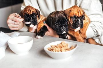 a female pet owner holds three small funny german boxer puppies in her arms during her breakfast and feeds them with milk and cereal. Care and care for dogs at home