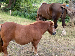 Ein Pony steht auf einer Weide. Neben ihm auf der Koppel ist ein Pferd von hinten sichtbar, w&auml;hrend es isst. 