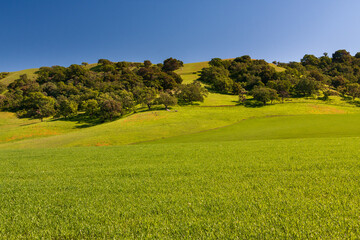 Green Grassy Hills, California Wild Oaks, and California Poppies