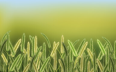 Background of spikelets of wheat with grains,ears and stalks.Wheat field in sunlight.Realistic illustration of seed plants,organic farming farming.Healthy lifestyle element.