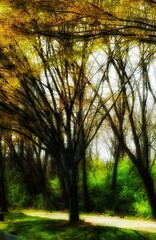 Tree Canopy in Fall - blurred for an abstract, ethereal glow, this lovely canopy of color is peaceful and serene. Colors pop but in a subtle way to lull you into this tranquil landscape.